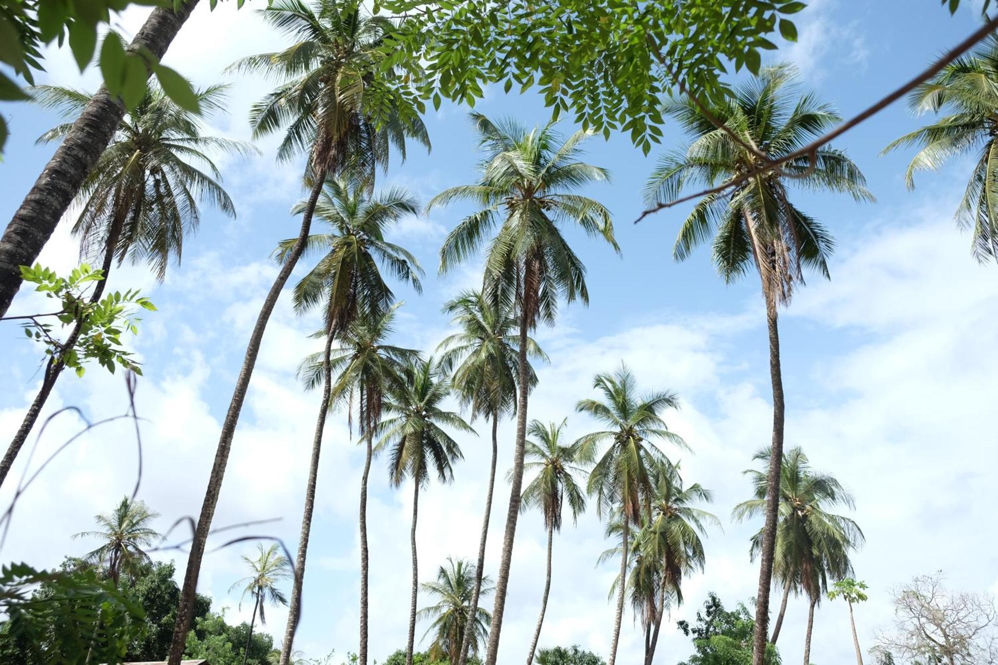 Гостевой дом Centre Touristique Et Culturel Casamance Diakene Ouolof Экстерьер фото
